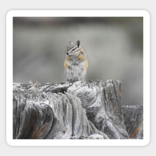 Alpine chipmunk, wildlife, gifts, cute as can be Sticker